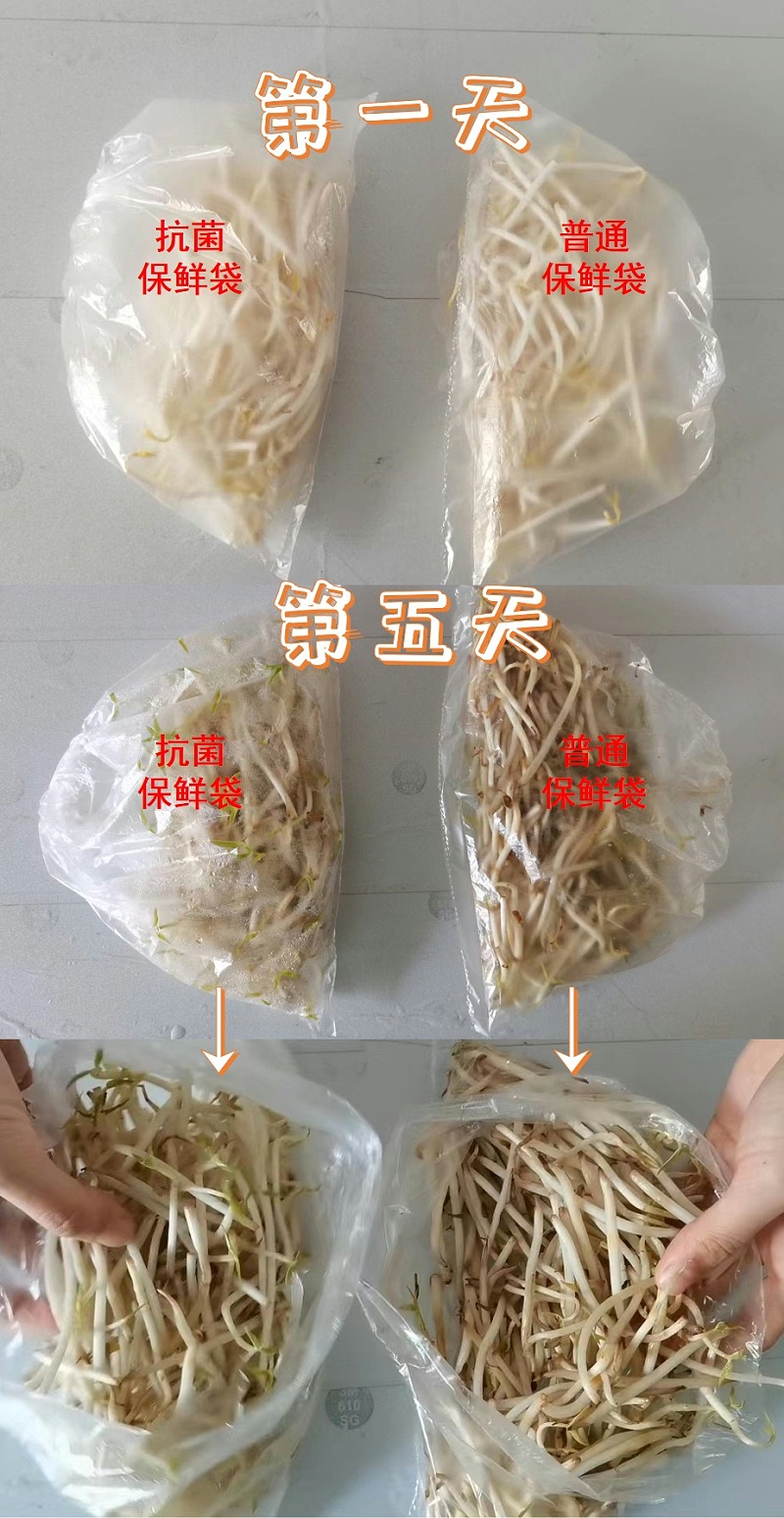 抗菌豆芽对比