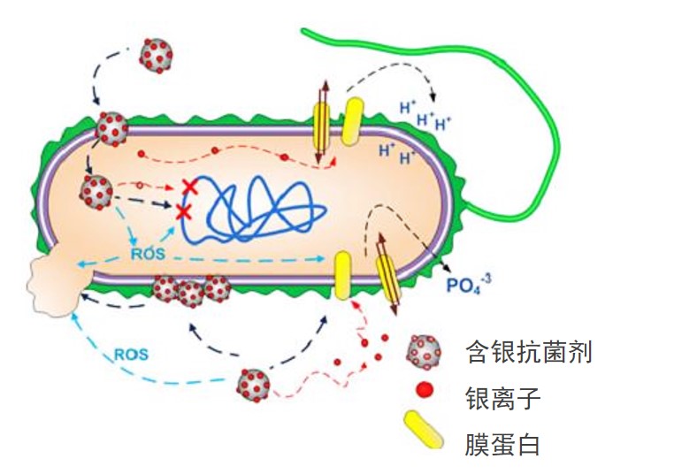 与DNA作用